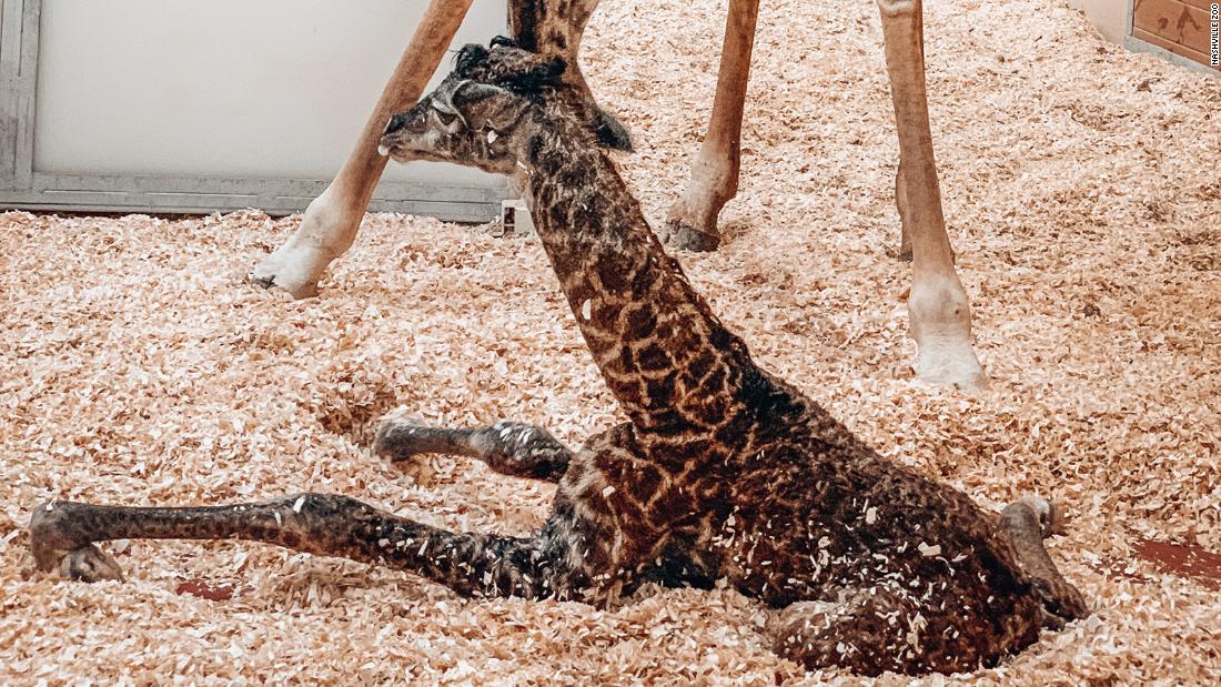 A baby giraffe dies at the Nashville Zoo after its mother runs on it
